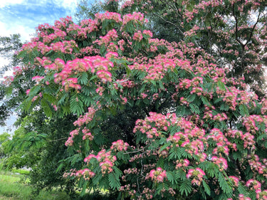 25 MIMOSA / Persian SILK TREE Albizia Julibrissin Seeds